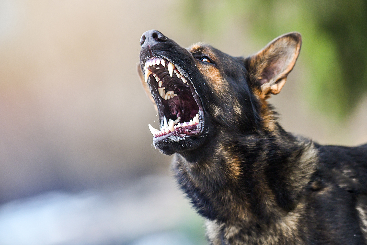 Schützt ein Hund gegen Einbrecher?